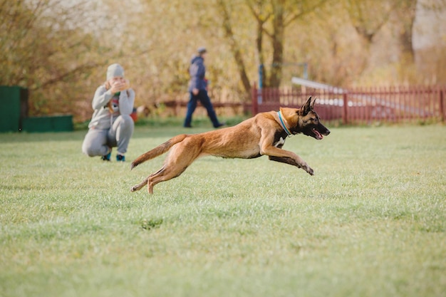 Hund Frisbee Hund fängt fliegende Scheibe im Sprung Haustier spielt im Freien in einem Park Sportveranstaltung Achie