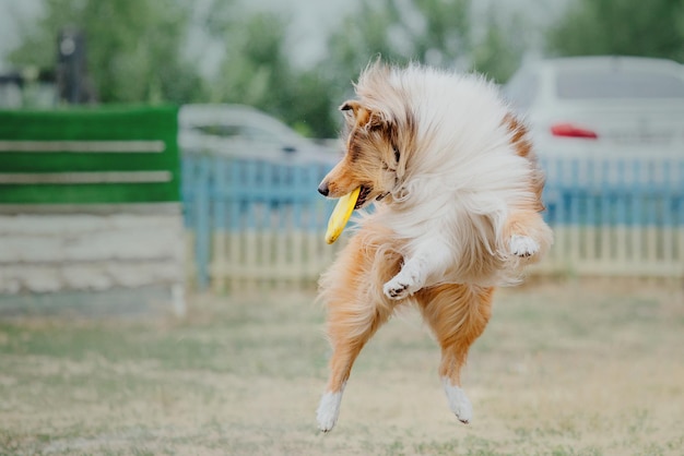 Hund Frisbee Hund fängt fliegende Scheibe im Sprung Haustier spielt im Freien in einem Park Sportveranstaltung Achie