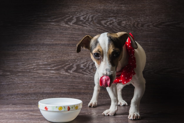 Hund frisst von einem Teller