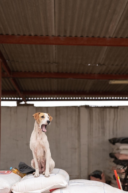 Hund gähnt auf einem Haufen Säcke in einer Fabrik