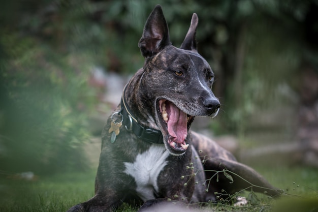 Foto hund gähnt, während er auf einem grasbewachsenen feld sitzt