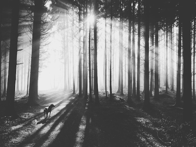 Hund gegen Bäume im Wald bei Nebelwetter