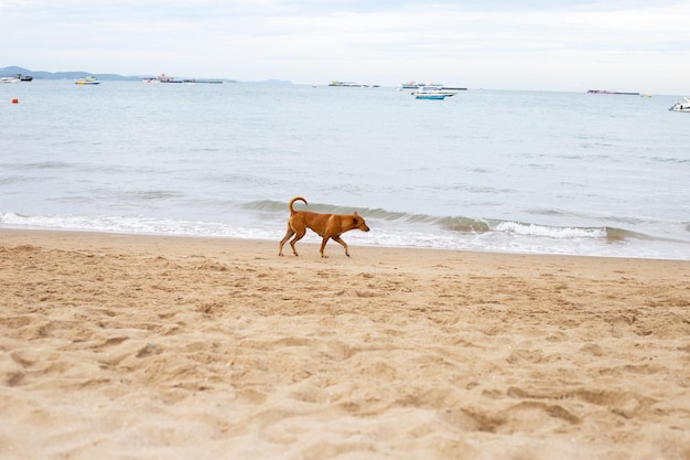 Foto hund geht am strand spazieren