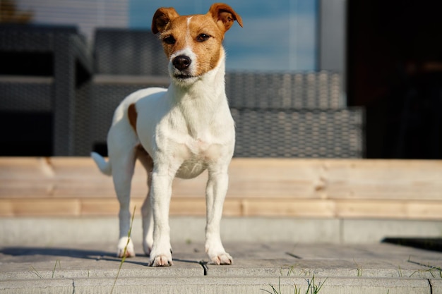 Hund geht an Sommertagen auf der Terrasse eines Vorstadthauses spazieren. Entzückendes Haustier posiert draußen