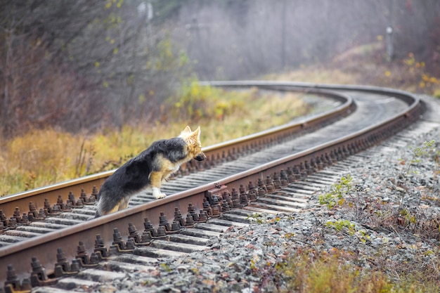 Hund geht durch die Eisenbahn