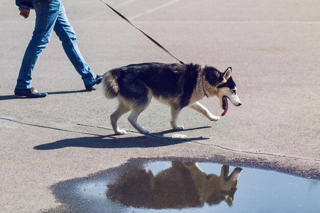 Hund geht in sonniger Straße spazieren