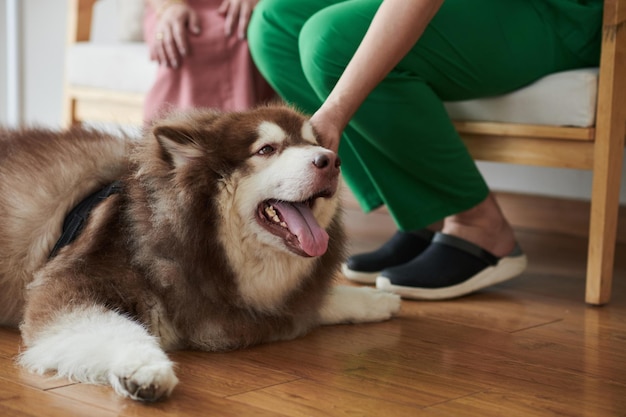 Hund genoss es, gestreichelt zu werden