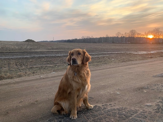 Hund Golden Retriever sitzt Rothaarige bei Sonnenuntergang auf einem Feld