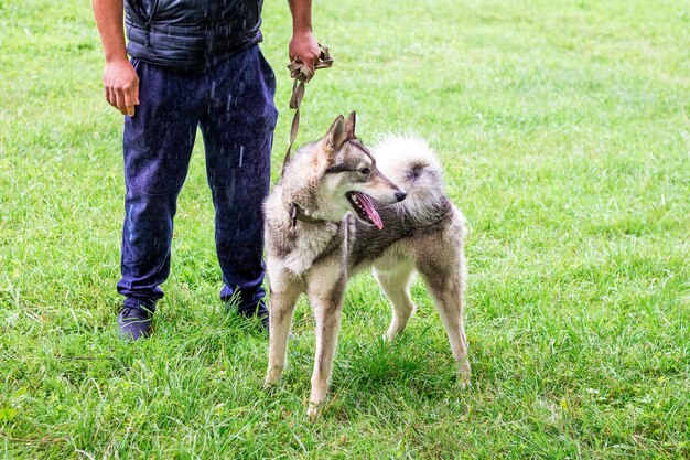 Hund grauer Husky (laika) auf einem Spaziergang im Park mit ihrem Meister während des Regens