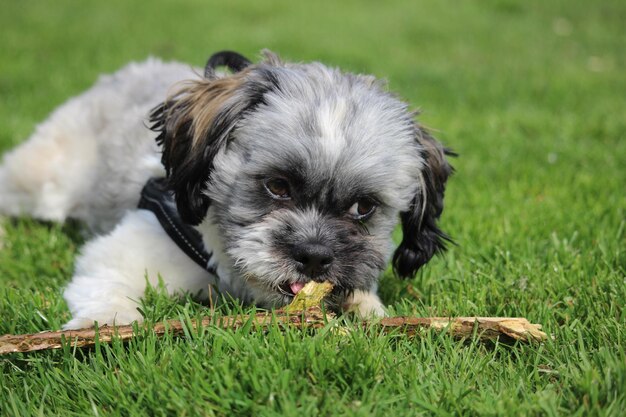 Foto hund hält einen stock, während er auf dem gras steht