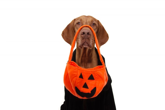 Hund halloween süßes oder saures mit kürbisbeutel und schwarz gekleidet.