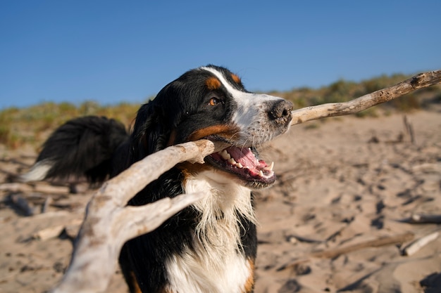 Hund hat Spaß am Strand