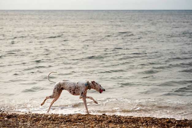 Foto hund hat spaß am strand
