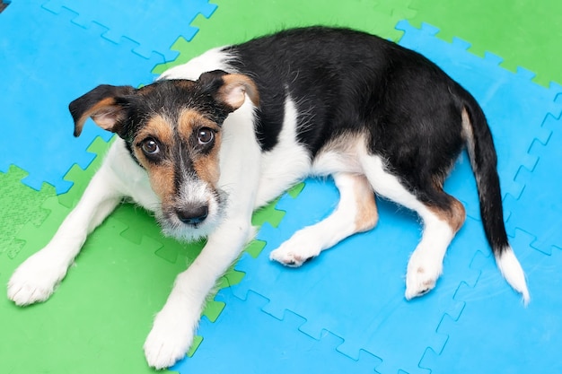 Hund Haustier Jack Russell Terrier auf gelbem Hintergrund