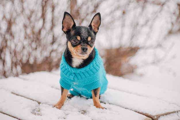 Hund. Hund im Winter geht im Park spazieren. Porträt eines winzigen Chihuahua-Hundes, der einen Pullover trägt