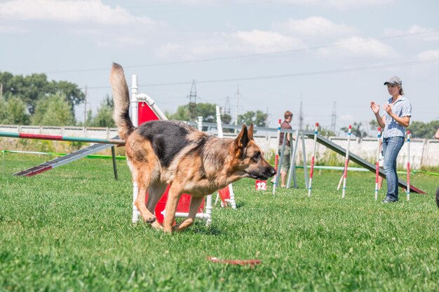 Hund im Agility-Wettbewerb im grünen Graspark