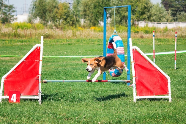 Hund im Agility-Wettbewerb im grünen Graspark