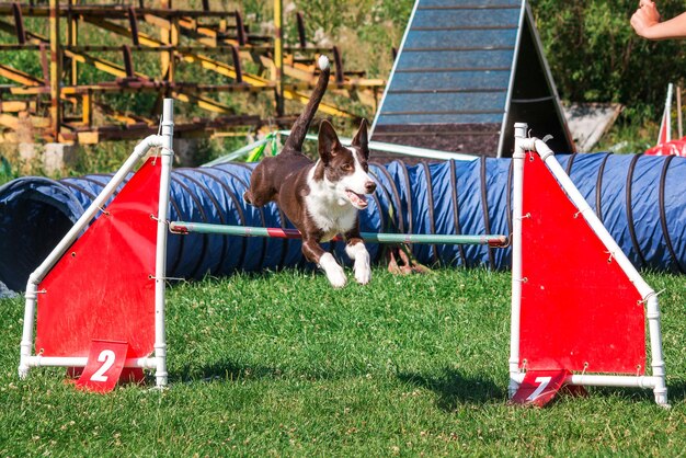 Hund im Agility-Wettbewerb im grünen Graspark