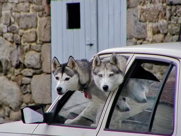 Foto hund im auto