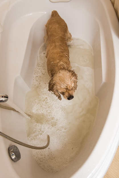 Hund im Badezimmer