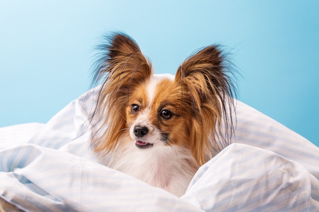 Hund im Bett eingewickelt