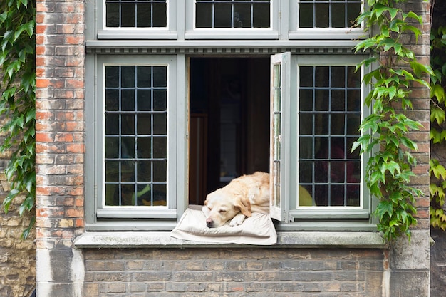 Hund im Fenster