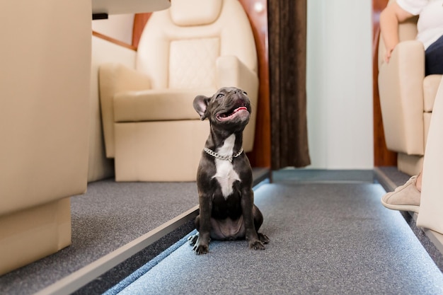 Hund im Flugzeug. Französische Bulldogge auf einem Brett, selektiver Fokus. Hundetransport