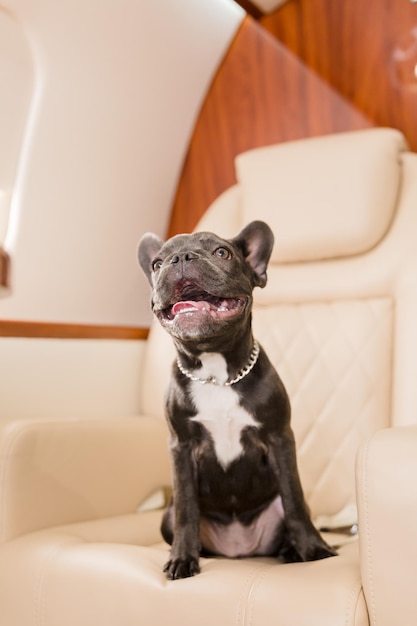 Hund im Flugzeug. Französische Bulldogge auf einem Brett, selektiver Fokus. Hundetransport
