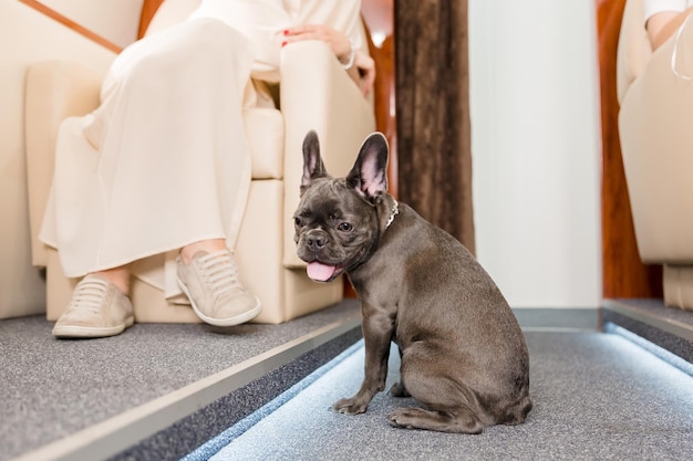 Hund im Flugzeug. Französische Bulldogge auf einem Brett, selektiver Fokus. Hundetransport