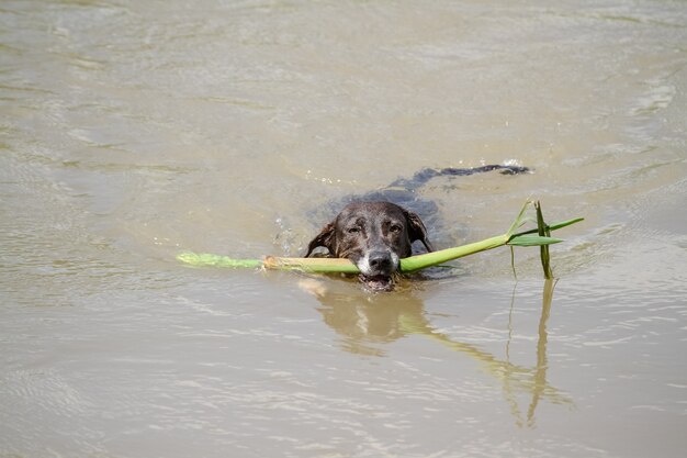 Hund im Fluss schwimmen mit Ast im Mund