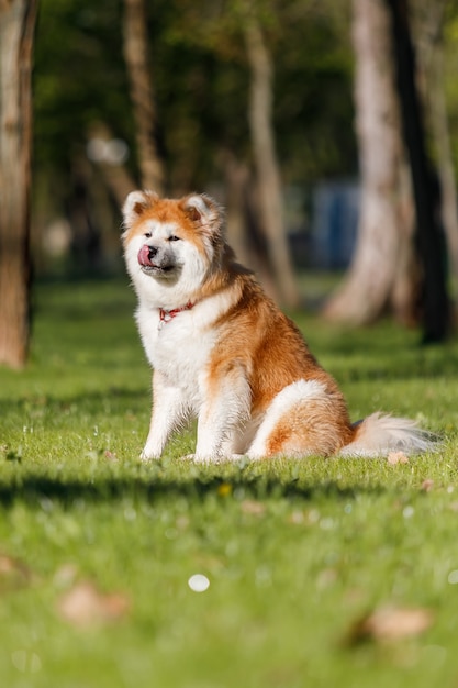 Hund im Freien im Sommer Akita Inu Hunderasse