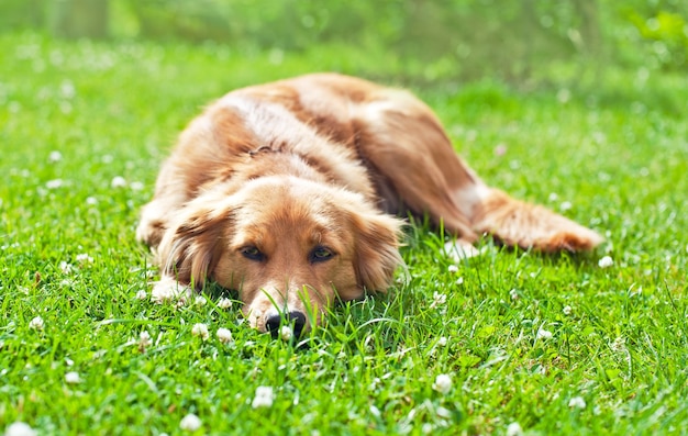 Hund im Garten