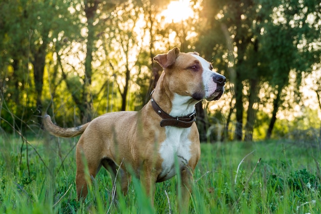 Hund im Gras bei Sonnenuntergang