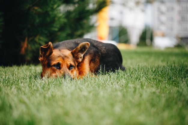 Hund im Gras liegend