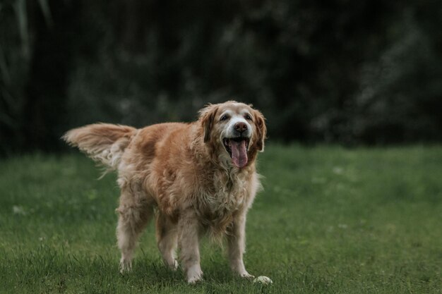 Hund im Gras mit herausgestreckter Zunge und Hintergrund von Wildpflanzen.