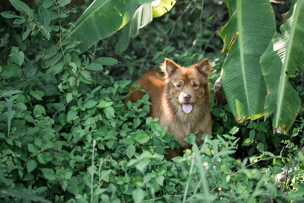 Hund im Gras