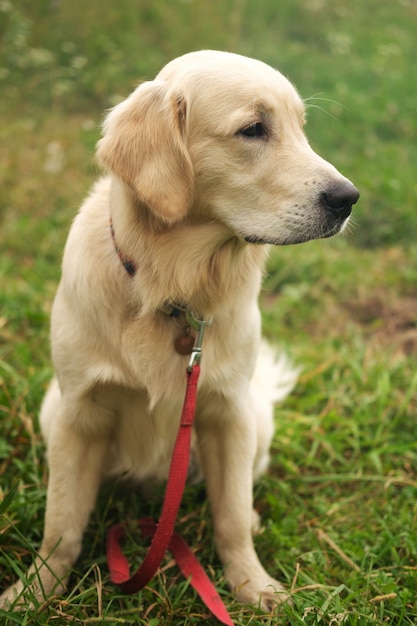 Hund im Gras