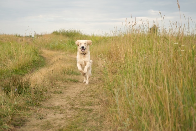 Hund im Gras