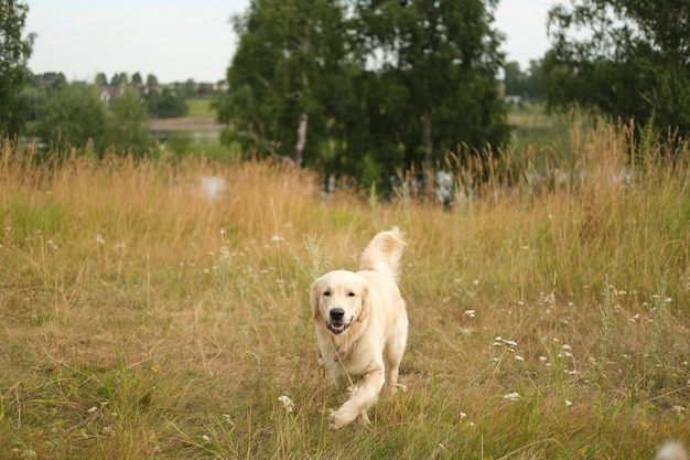 Hund im Gras