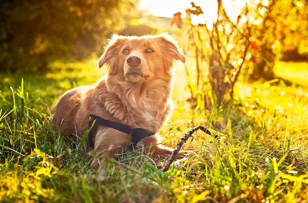 Hund im Gras