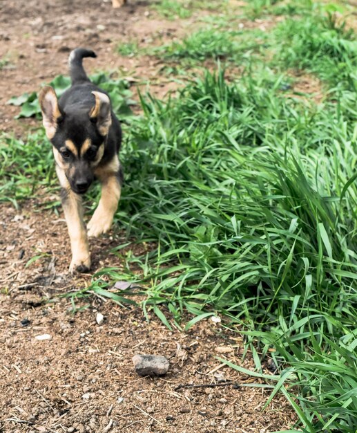 Hund im Gras