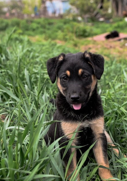 Hund im Gras