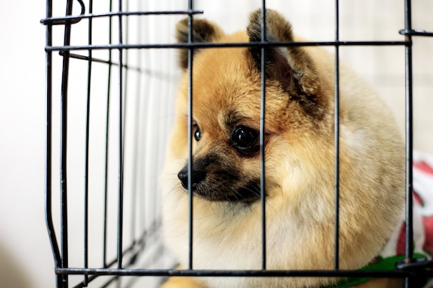 Hund im Käfig am Geschäft für Haustiere.