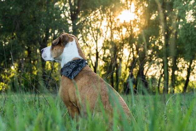 Hund im Kopftuch sitzt im hohen Gras