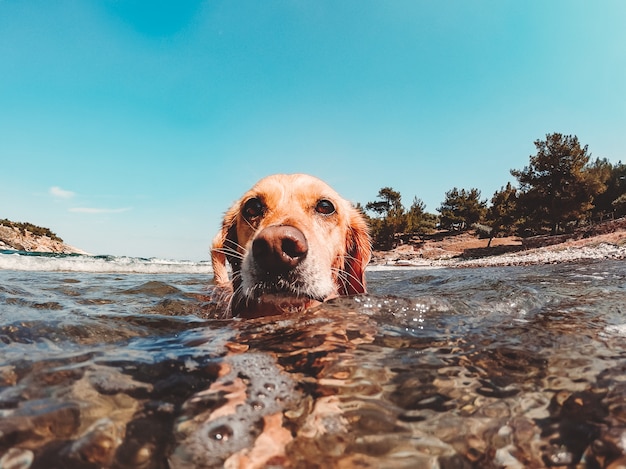 Hund im meer schwimmen