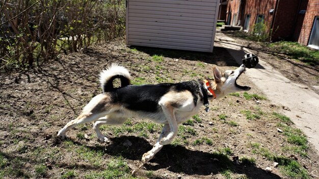 Foto hund im park