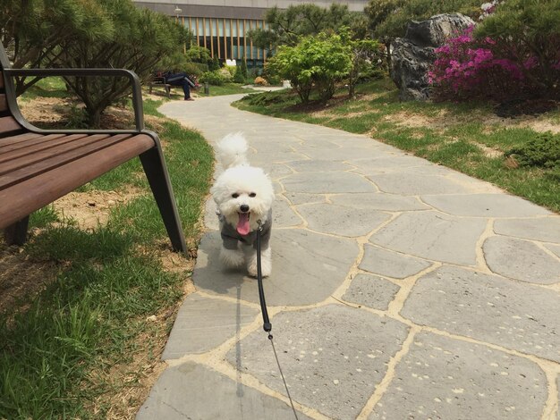 Foto hund im park