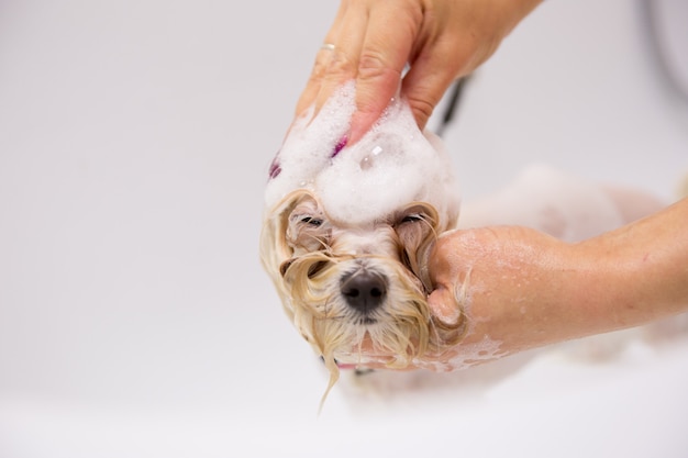 Hund im Pflegesalon