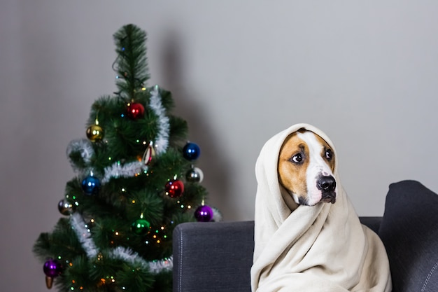 Hund im Plaid auf Sofa vor Weihnachtsbaum