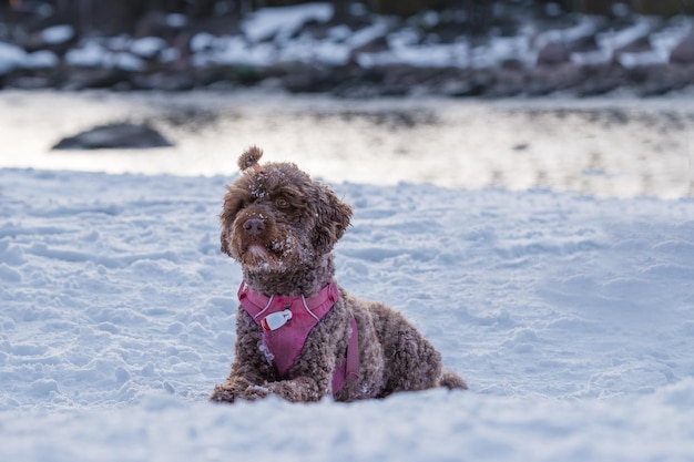 Hund im Schnee mit einem rosa Geschirr